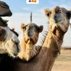 hassan.com401