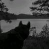 xxwolfie1011