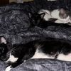 catmomof3_