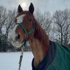 my.chestnut.gelding