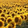 mariam.attia10