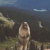 suslik_760
