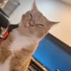ilovemycats918
