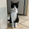 cosmothecutie