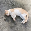 sleepingcat722