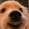 henlo6839