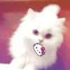 chip_nho_anh_0516