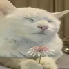 dashapbm77j