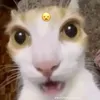 tiktok.huyhai200