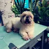 dogdaypoppy4