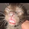 aliencat03