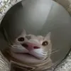 firecatprv