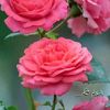 asad.sandhu49