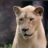 estriyaa