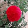 alowb.ali