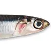 Boquerón volador