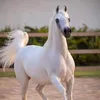 khaoula.labadi