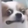 onions_have_layer