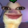 febbiialnnaa