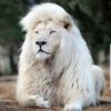 lion.oran0