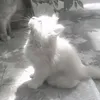 koomoo567