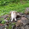 kucing.happy2