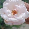 nirmala.gautam549
