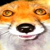 dumb.fox_69