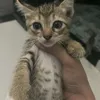 NKhoi