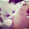 _matchalatteeeee4