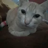 meoowzi_