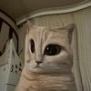 cacaww003