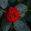 wesa_m_24