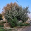 almasov015