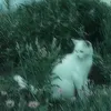 zyr4n_kum4r