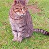 indi_lynx