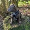 senna_depuppy8