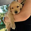 leogoldie