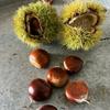 oregon.chestnuts