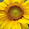 _sunfl0wers0