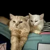 thekittygang.ph