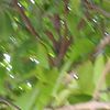 chatoyni