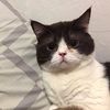 phaloisacat