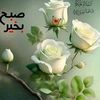 ali565737
