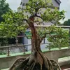 hai.thinh.bui