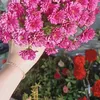 linhlinh1715