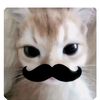 wtfcats4cute