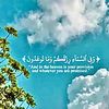 ahmed31165