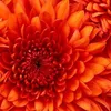 floreflorentina6
