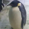 penguinio0